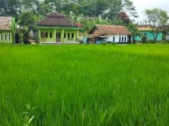 Lahan Pertanian di Sukabumi hanya Mampu Mencukupi 30 Persen Kebutuhan Pangan Lokal